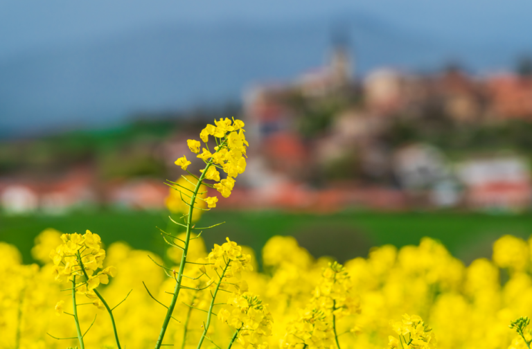 La grosse altise du colza