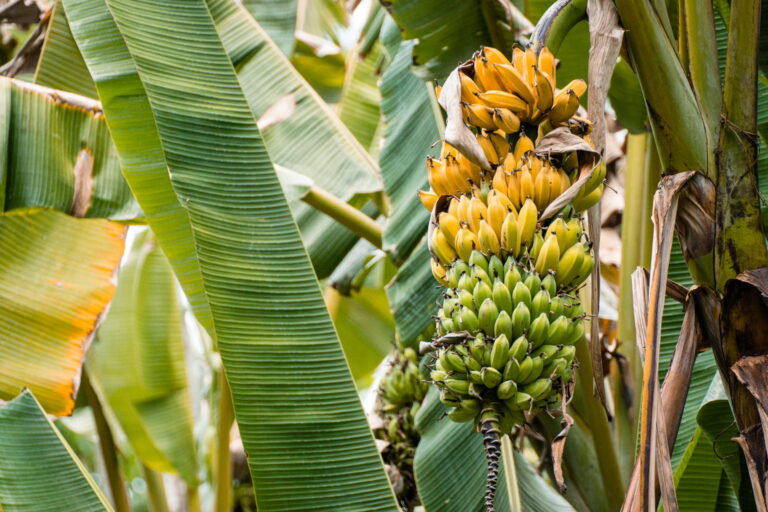Cercosporiose noire de la banane : la filière antillaise mise sur les NGT pour relancer la production