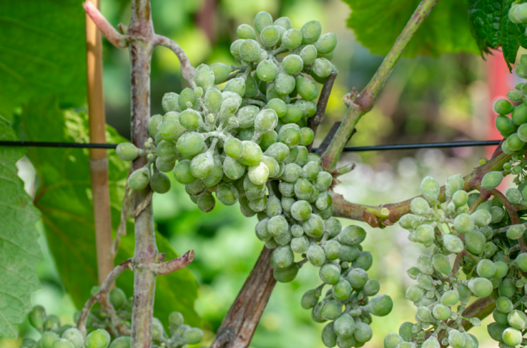 L’oïdium de la vigne