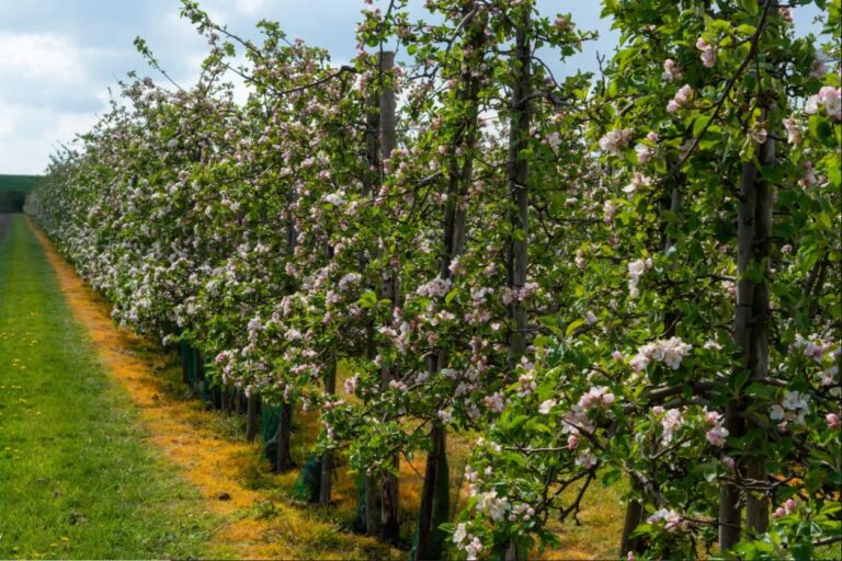 Puceron cendré du pommier : les alternatives se jouent dès l’automne