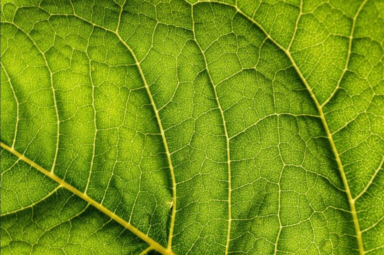 Bioprotection : de quoi parle-t-on ?