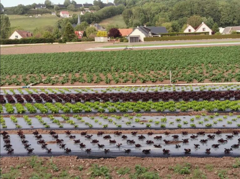 Biocontrôle en maraîchage : le CTIFL dresse un panorama des usages