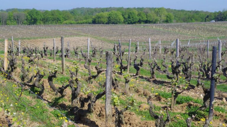 Mildiou de la vigne : sécuriser la transition agroécologique