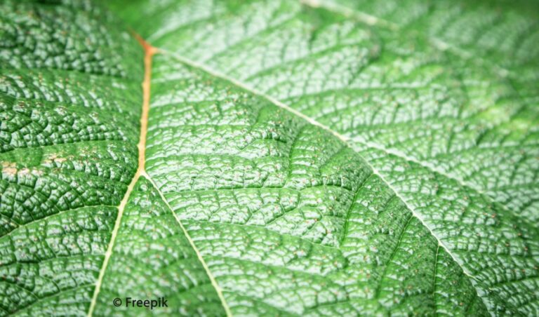Le code génétique des plantes façonne leur microbiote
