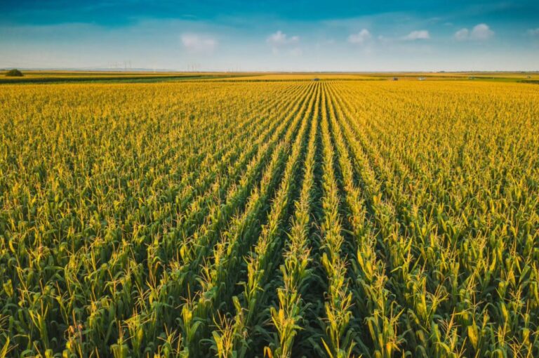 Édition du génome : accélérer l’adaptation des cultures au changement climatique