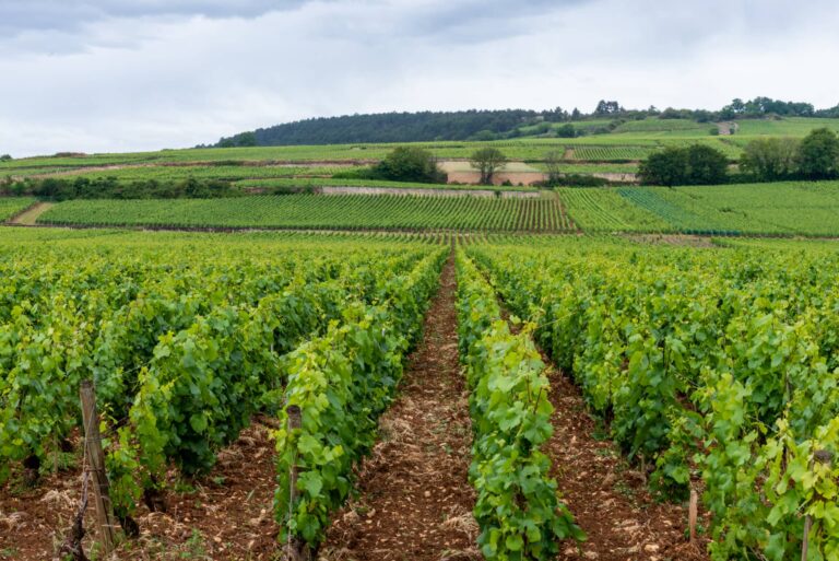 Sival : les clés pour tirer le meilleur parti des biocontrôles
