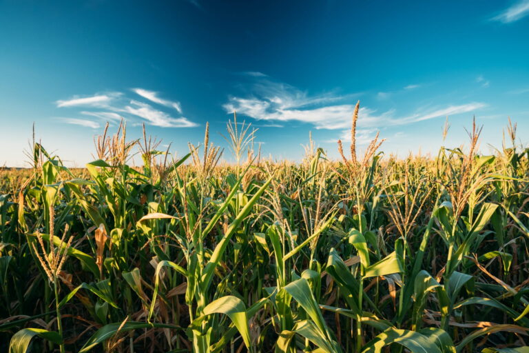 Comment les effets cocktails des pesticides sont-ils évalués ?
