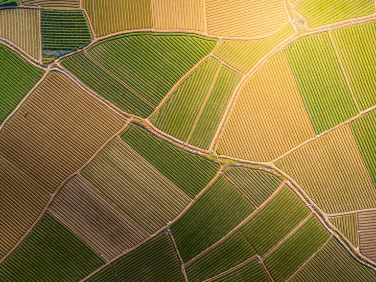 Outils numériques en agriculture : quels critères pour favoriser leur adoption ?