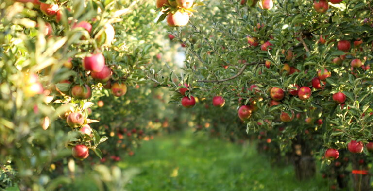 Bioprotection, biocontrôle, biosolutions, produits utilisables en agriculture biologique : quelles différences ?